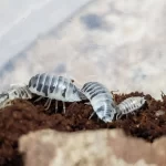 Dairy cow isopods