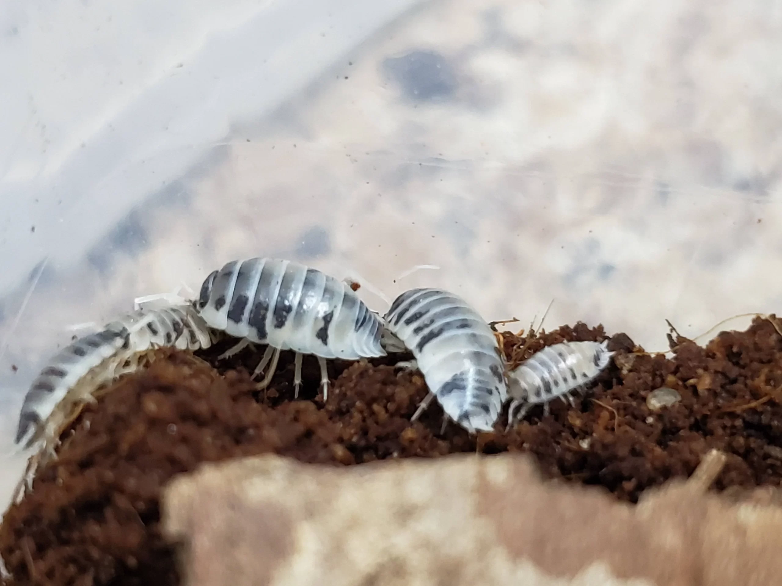 Dairy cow isopods